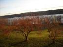 Trees on the Hudson